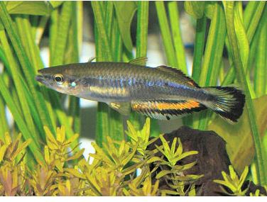 Madagascar Rainbow Fish