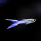 Japan Blue Double Sword Guppy Males