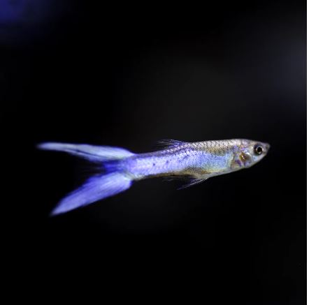 Japan Blue Double Sword Guppy Males