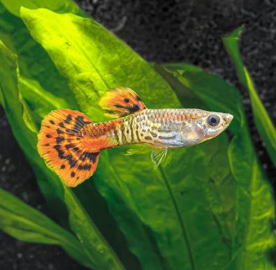 Red Cobra Guppy Males
