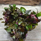 Lobelia cardinalis Live Aquarium Plants
