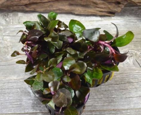 Lobelia cardinalis Live Aquarium Plants