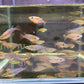 Daisy's Ricefish