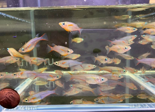 Daisy's Ricefish
