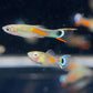 White Peacock Endler Pair
