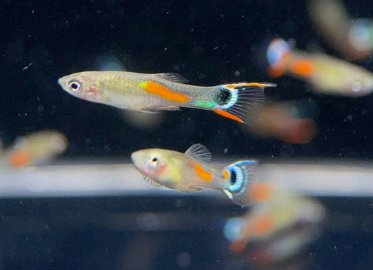 White Peacock Endler Pair