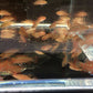 Scarlet Badis