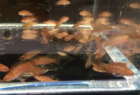 Scarlet Badis