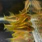 Gold Laser Cory