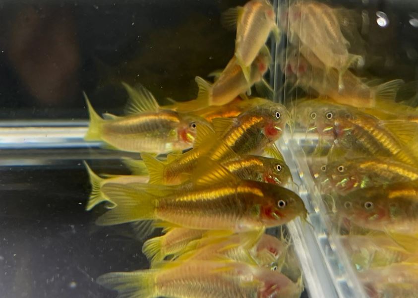 Gold Laser Cory