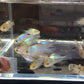 Electric Blue Ram