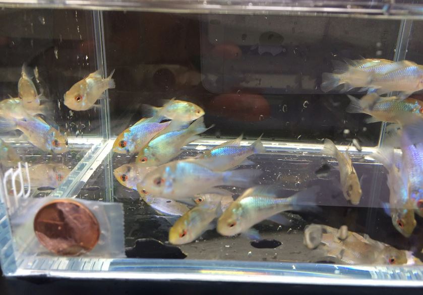 Electric Blue Ram
