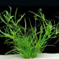 Juncus repens Live Aquarium Plants
