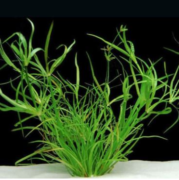 Juncus repens Live Aquarium Plants