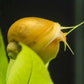 Golden Mystery Snail
