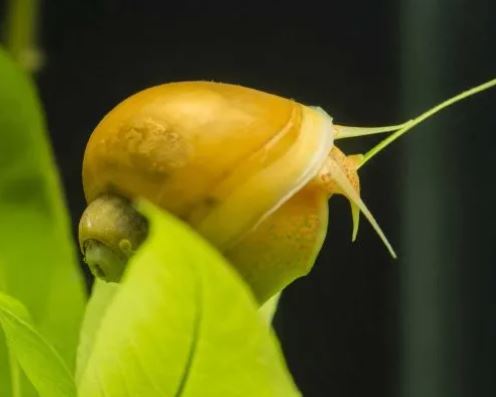 Golden Mystery Snail