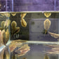 Hillstream Loach / Chinese Butterfly Pleco (Size M)