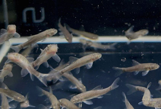 Doctor Fish