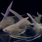 Gold Angelfish