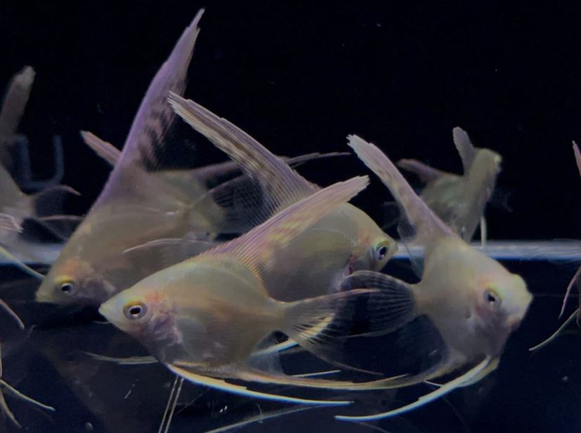 Gold Angelfish