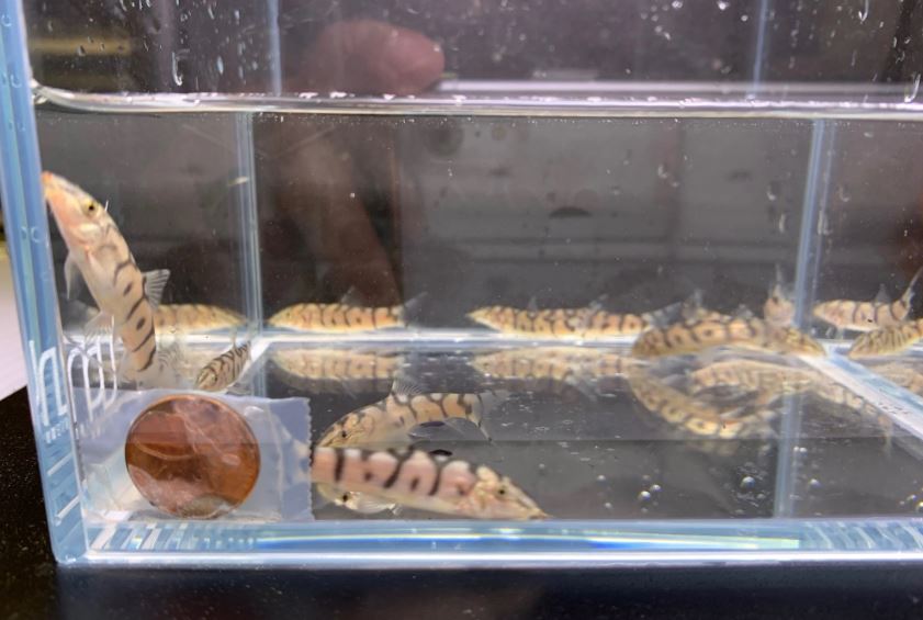 Yoyo Loach (1 to 1.75")
