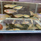Boesemani Rainbow Fish