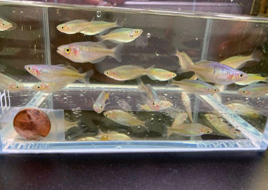 Boesemani Rainbow Fish