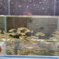 Black Neon Tetra