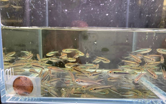 Black Neon Tetra