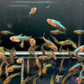 Blue Neon Rasbora