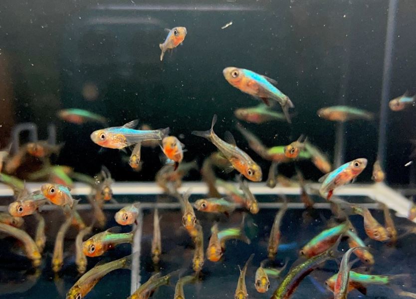 Blue Neon Rasbora