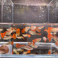Red Cobra Guppy Males
