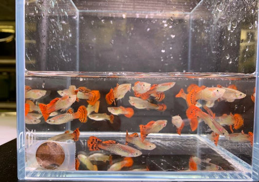 Red Cobra Guppy Males