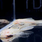 Albino Longfin Bushy nose Pleco (1.0"-1.25")
