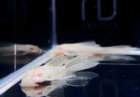 Albino Longfin Bushy nose Pleco (1.0"-1.25")