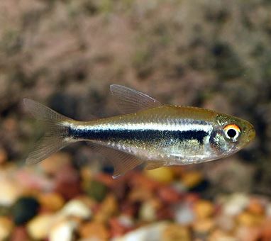 Black Neon Tetra