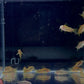 Gold Laser Cory