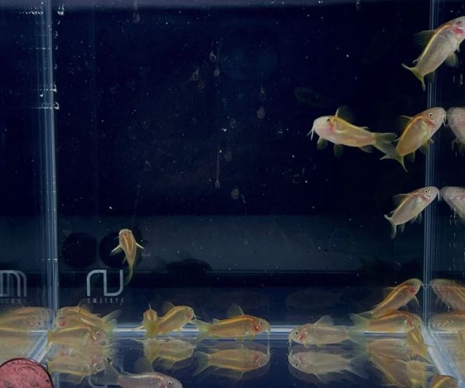 Gold Laser Cory