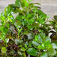 Lobelia cardinalis Live Aquarium Plants