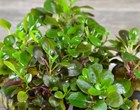Lobelia cardinalis Live Aquarium Plants
