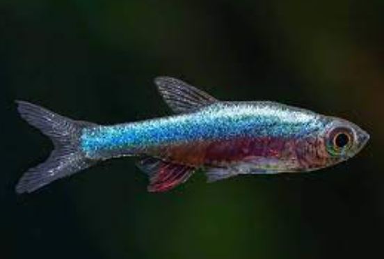 Blue Neon Rasbora