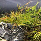Juncus repens Live Aquarium Plants