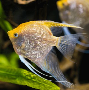 Gold Angelfish