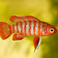 Scarlet Badis