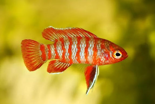 Scarlet Badis