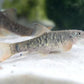 Doctor Fish