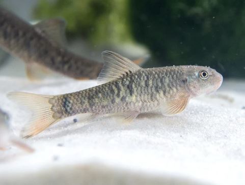 Doctor Fish