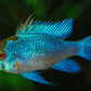 Electric Blue Ram