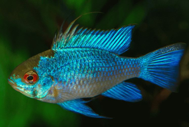 Electric Blue Ram