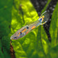White Peacock Endler Pair